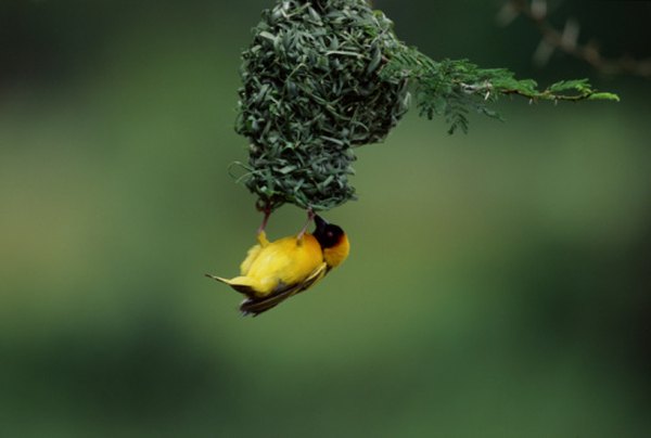 Weaver birds build pendulous nests.