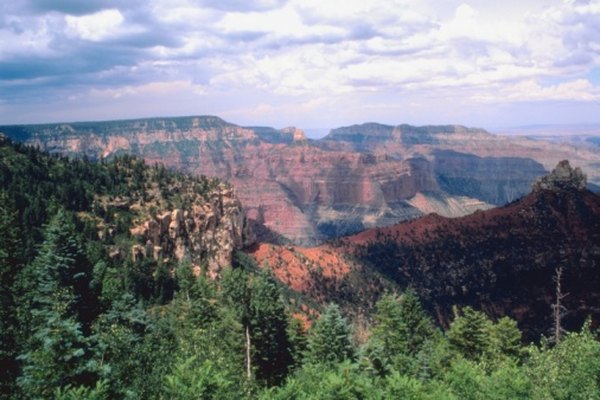 Photo Credit: Jupiterimages/Photos.com/Getty Images Ponderosa pine forests grow on the Colorado Plateau in Arizona.