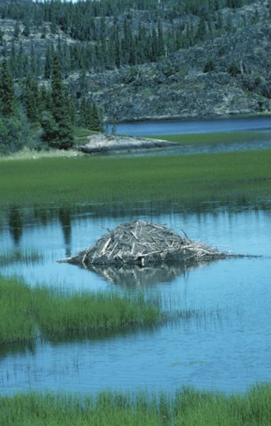 A free-standing beaver lodge is usually a highly secure refuge for the rodents.