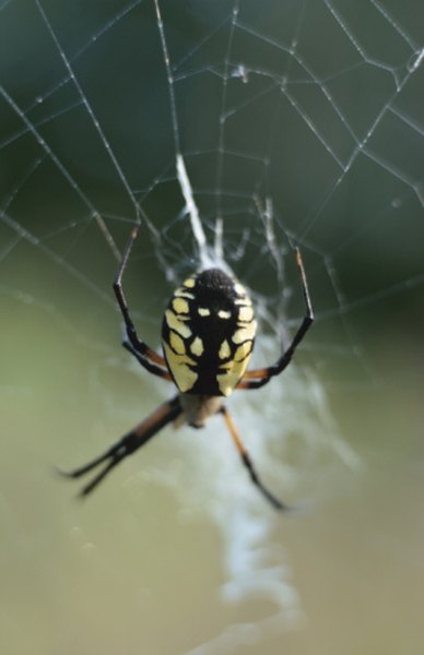 Black and yellow argiopes are a species of orb weaver.