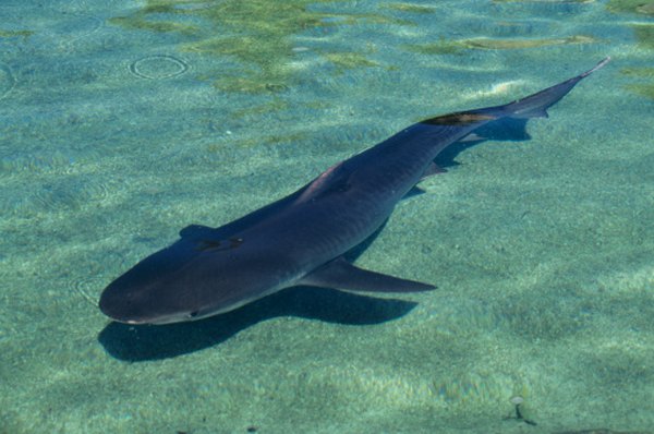 Tiger sharks are not picky eaters, and will gladly dine on iguanas.