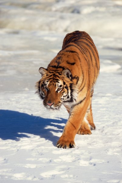 Photo Credit: Jupiterimages/Photos.com/Getty Images The Siberian tiger population, currently at around 500, dropped to as low as 40 in the 1930s.