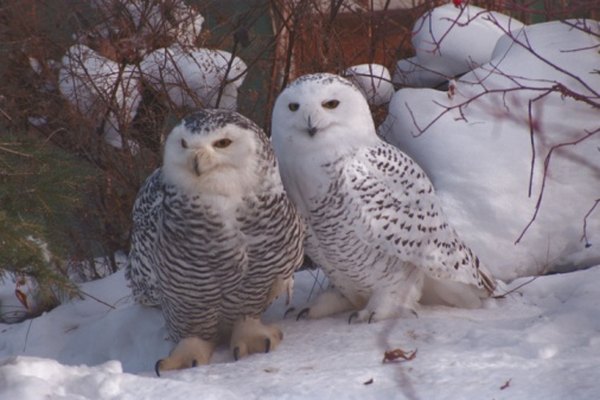 Snowy owls