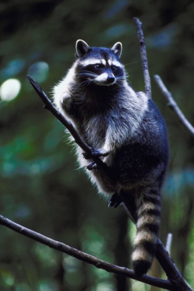 Raccoons are some of the United States' most prevalent omnivores.