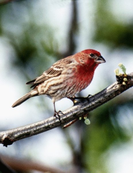 The house finch may visit hummingbird feeders.