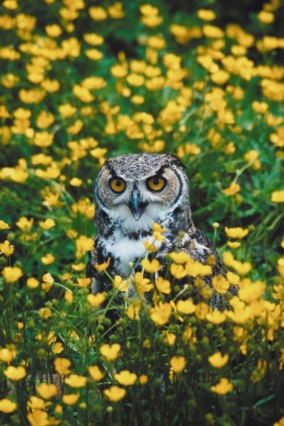 Owls will also feed on the woodchuck species of squirrel.