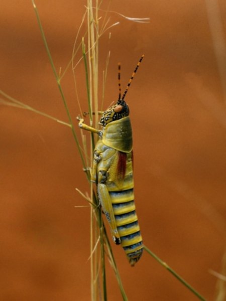 Grasshoppers eat leaves and grasses but also feed on crops.