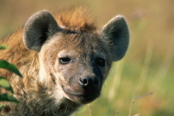Hyenas not only scavenge, they also hunt.