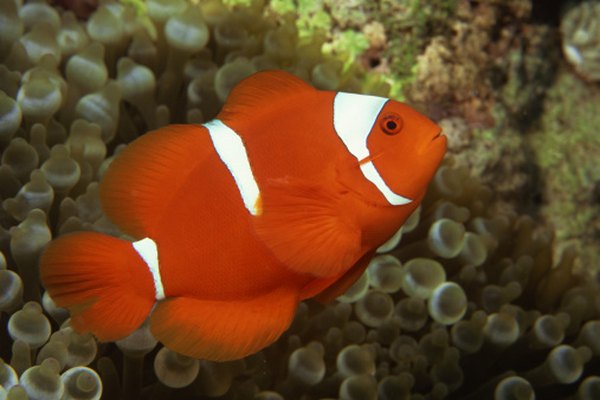 Clown anemonefish live in oceans.