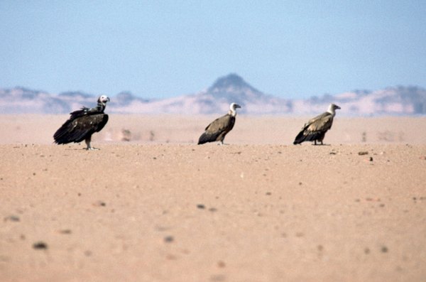 Parched, level basins and flats are characteristic of many deserts.