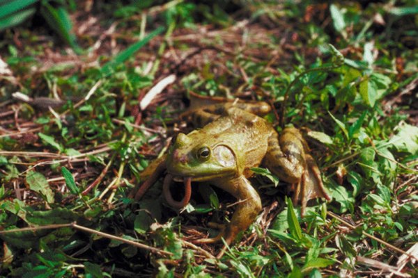 Many garter snakes relish a meal of frog.