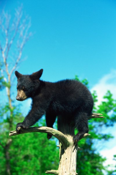 Photo Credit: Jupiterimages/Photos.com/Getty Images In addition to porcupines and bobcats, black bears live in coniferous forests.