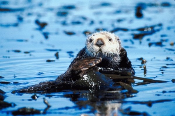 The antics of sea otters make them a favorite to watch.