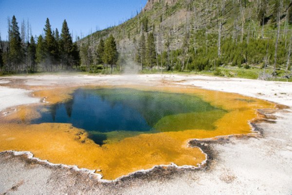Extremophile bacteria are among the few organisms that can live in the hot springs in Yellowstone National Park.