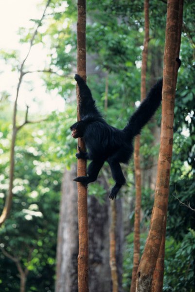 Black spider monkeys seldom descend to the ground.