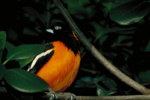 The Baltimore oriole is common in the eastern United States.