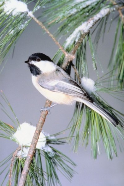 Pine cone seeds are an important food source for black-capped chickadees.