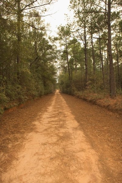 Large areas of pine woodland and savanna cover the Atlantic Coastal Plain.