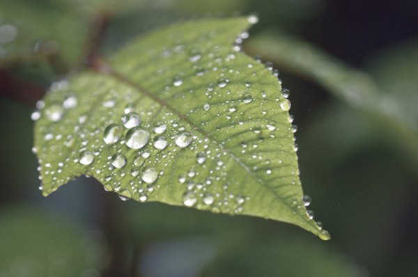 The cuticle repels water, causing water to bead on leaf surfaces.