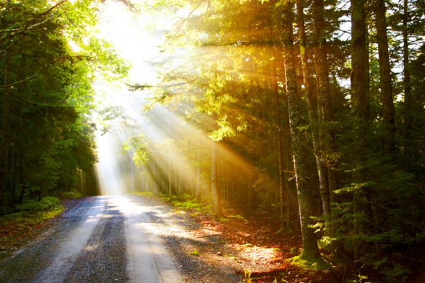 Photo Credit: Thomas Northcut/Photodisc/Getty Images Light is the chief form of energy in a forest ecosystem, making it one of the key abiotic factors.