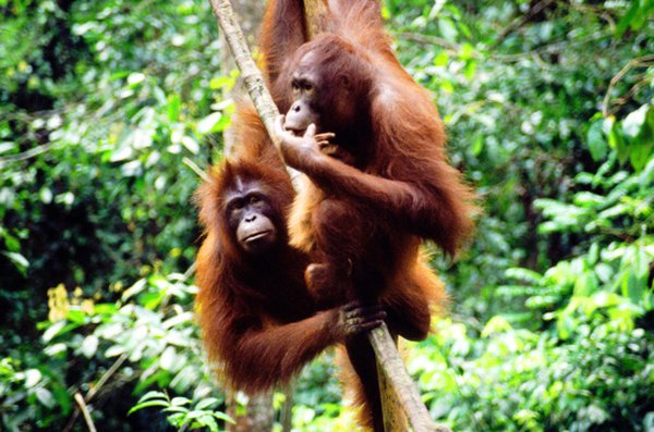 Orangutans are found in the rainforests of Malaysia and Indonesia.