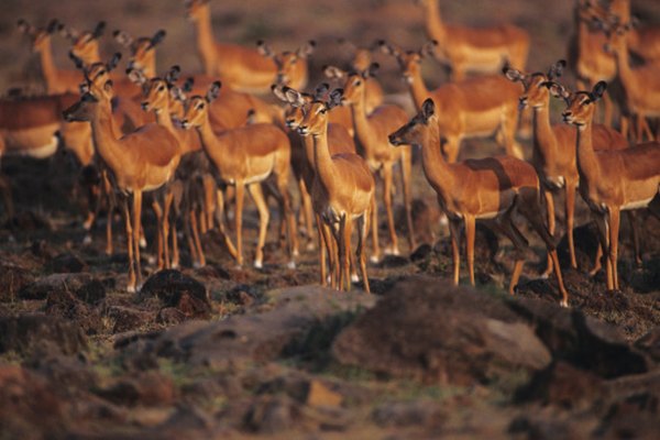 Impalas scatter to confuse predators.