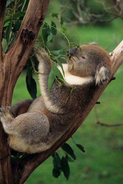 Koalas are one of the few mammals that can survive on eucalyptus leaves.