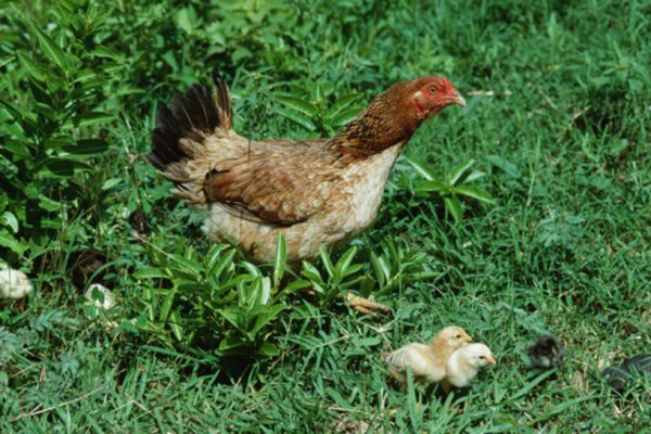 Chickens and other birds transfer bird mites to humans.