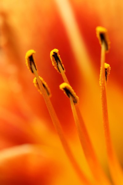 These stamens are the male part of the flower.