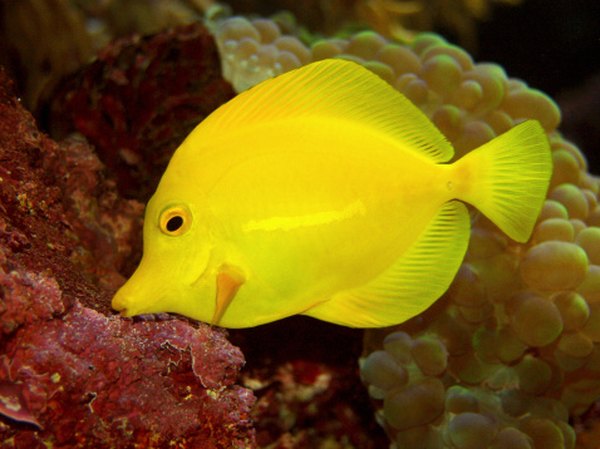 Coral reefs are home to many brightly colored fish as well as to octopus and sea urchins.