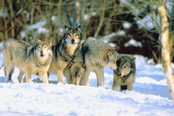 Wolves have motion-responsive sense of sight for chasing prey.