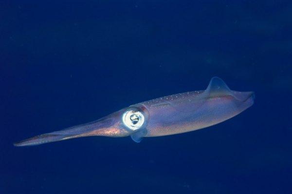 Most squid make their home in the mesopelagic, which is sometimes referred to as the twilight zone.
