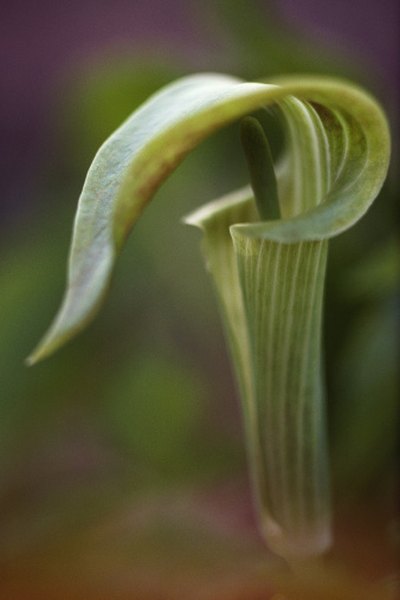 Finding Jack-in-the-pulpit plants can indicate likely places for ginseng.