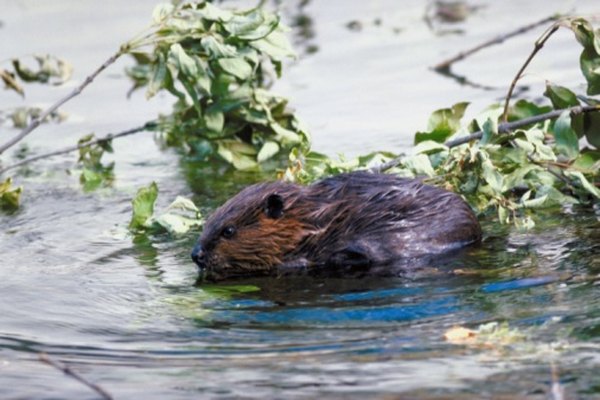 Typically nocturnal, beavers are sometimes active during the day in remote areas.