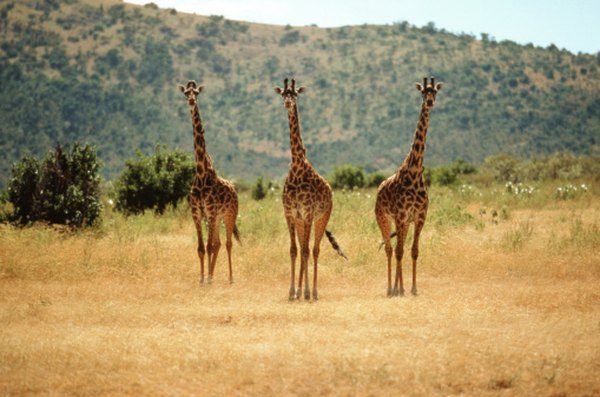 Photo Credit: John Foxx/Stockbyte/Getty Images Giraffes on the savanna are a common sight in Africa.