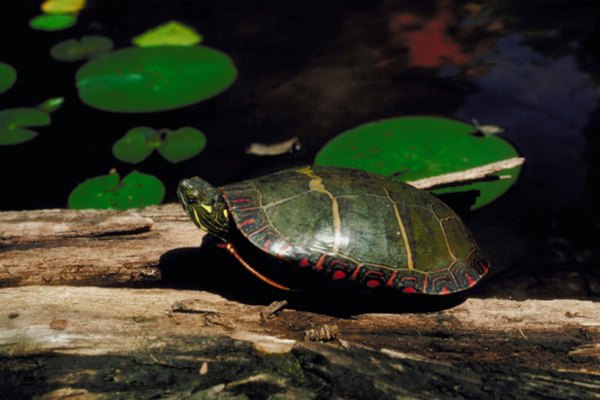 Painted Turtles have yellow and orange markings on the shell.