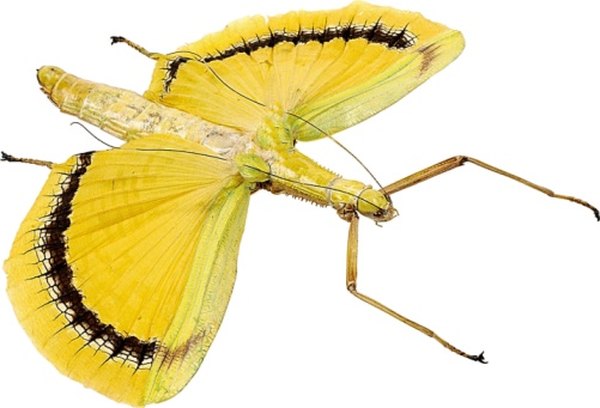 Can this stick insect convince you it's a bad-tasting butterfly?