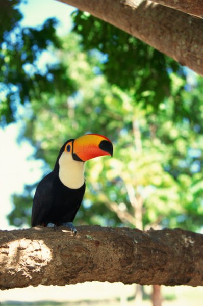 Toucans inhabit the tropical rainforests.