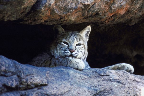 All types of bobcats are classified as Lynx rufus, then divided into subspecies.