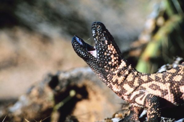 The gila monster flourishes in the desert.