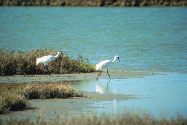 Whooping cranes are the tallest North American birds.