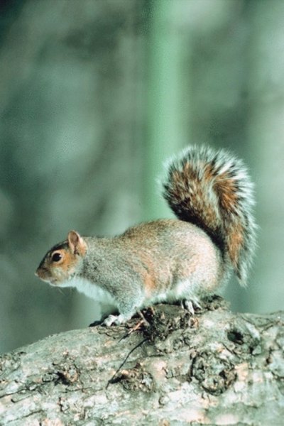 Gray squirrels are common tree dwellers.