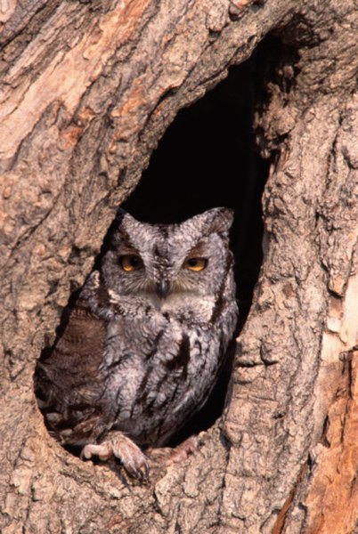 An eastern screech owl in a tree