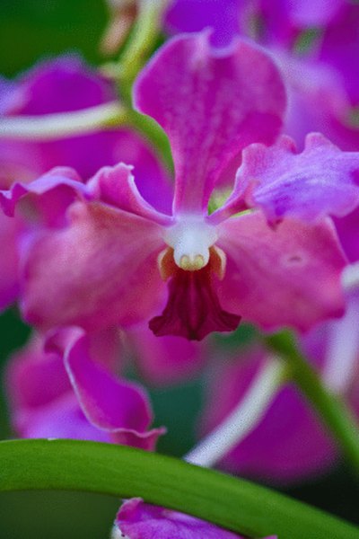 Orchids are one of many plants that grow in the rainforest.