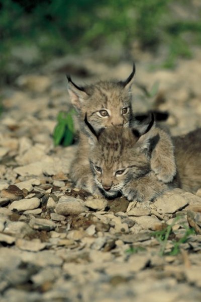 Most bobcat types are not considered endangered.