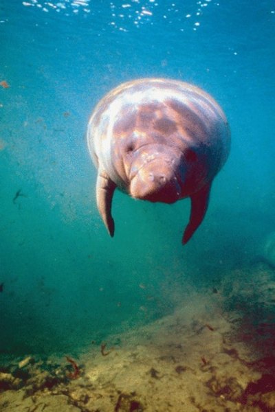 Manatees never leave the water.