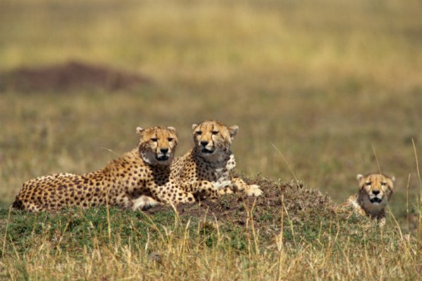 Cheetahs are known as the world's fastest land animal.