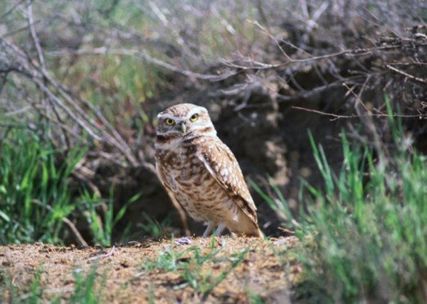 A burrowing owl