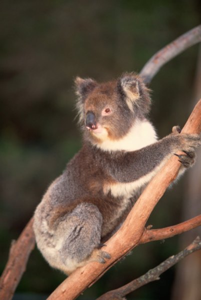 how are koalas endangered