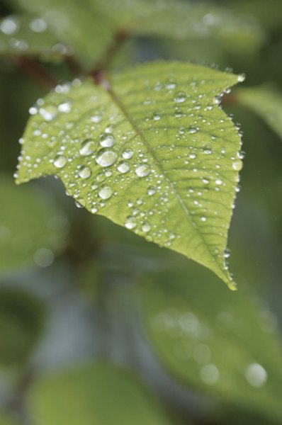 It rains almost every day in the rainforest.